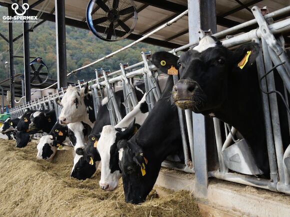 Ganado Holstein en España